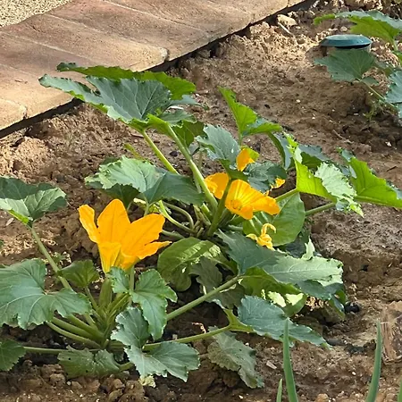 Apartamento Joy Antella