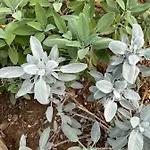 Joy Lejlighed Antella