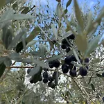 Joy Lejlighed Antella