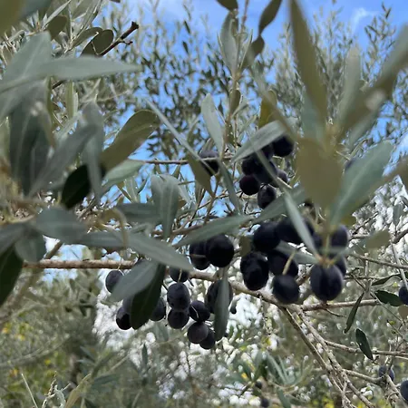 Joy Διαμέρισμα Antella